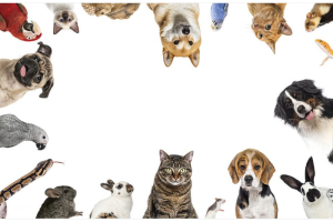 Animaux de Compagnie et Animaux