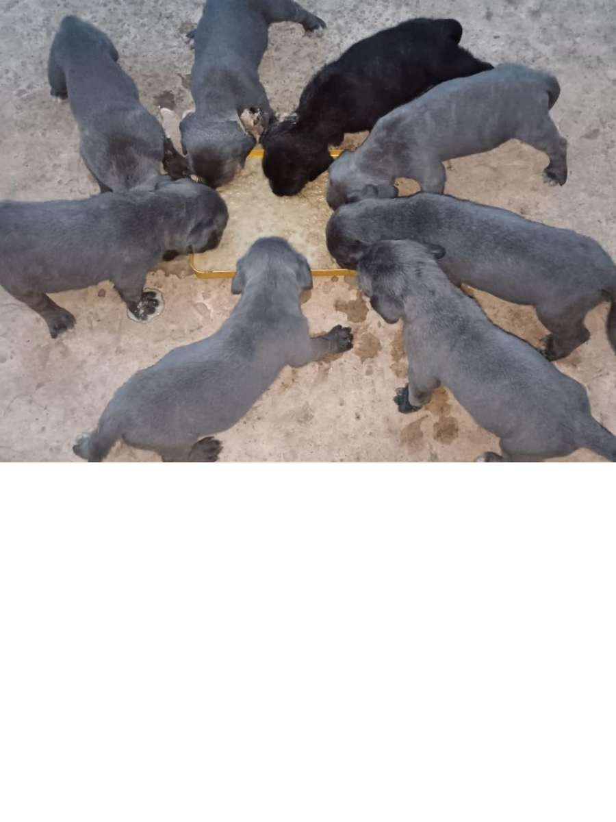 Chiots cane corso