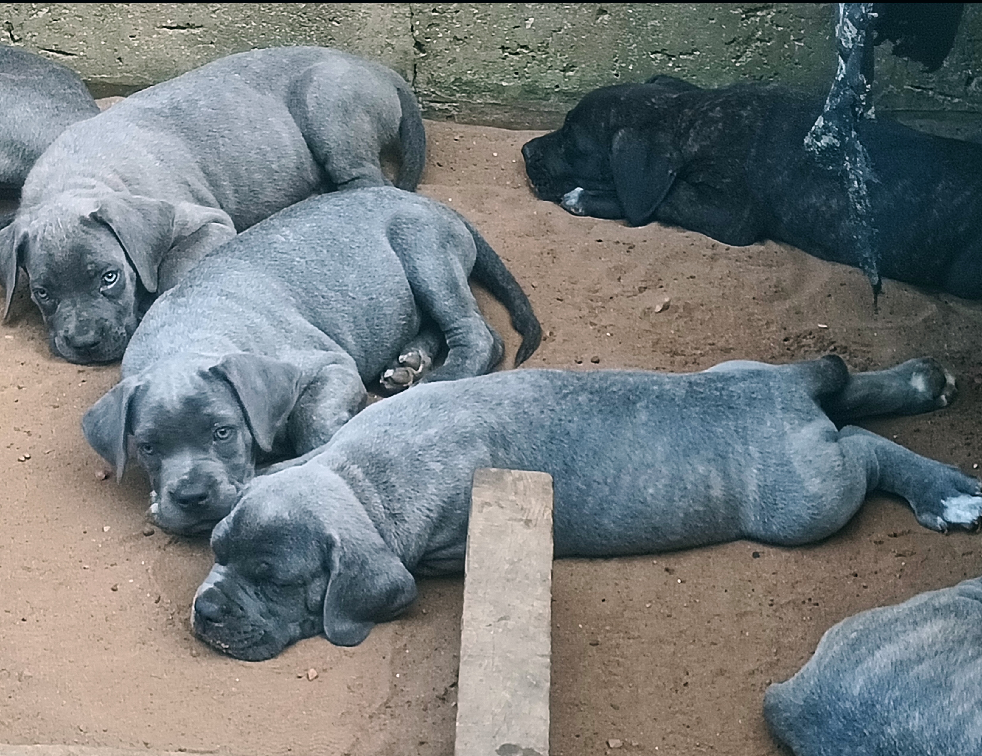 Chiots cane corso disponibles 