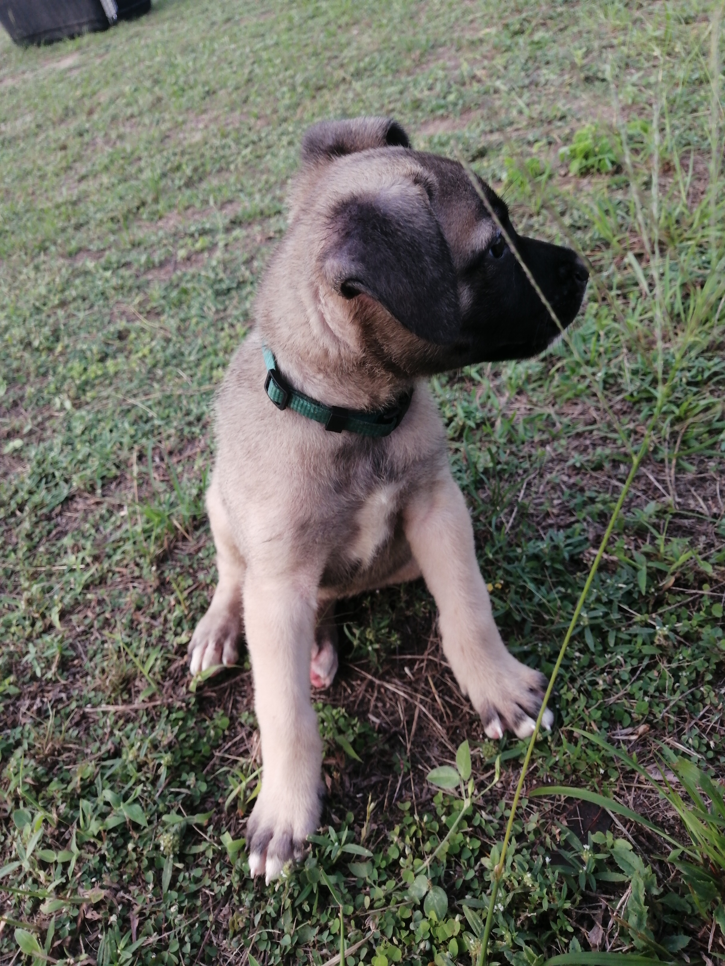 chiots de 2 mois