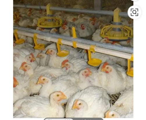 poulet 