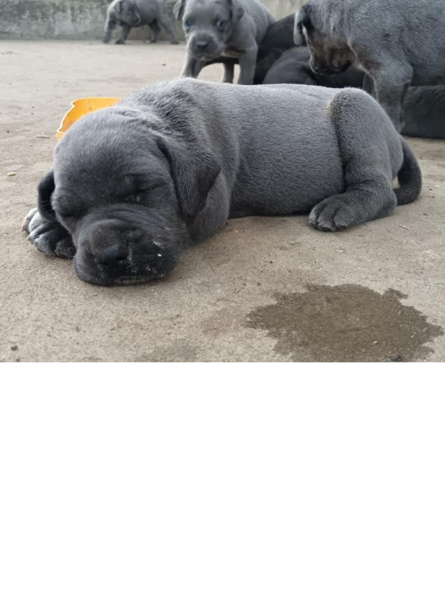 Chiots cane corso