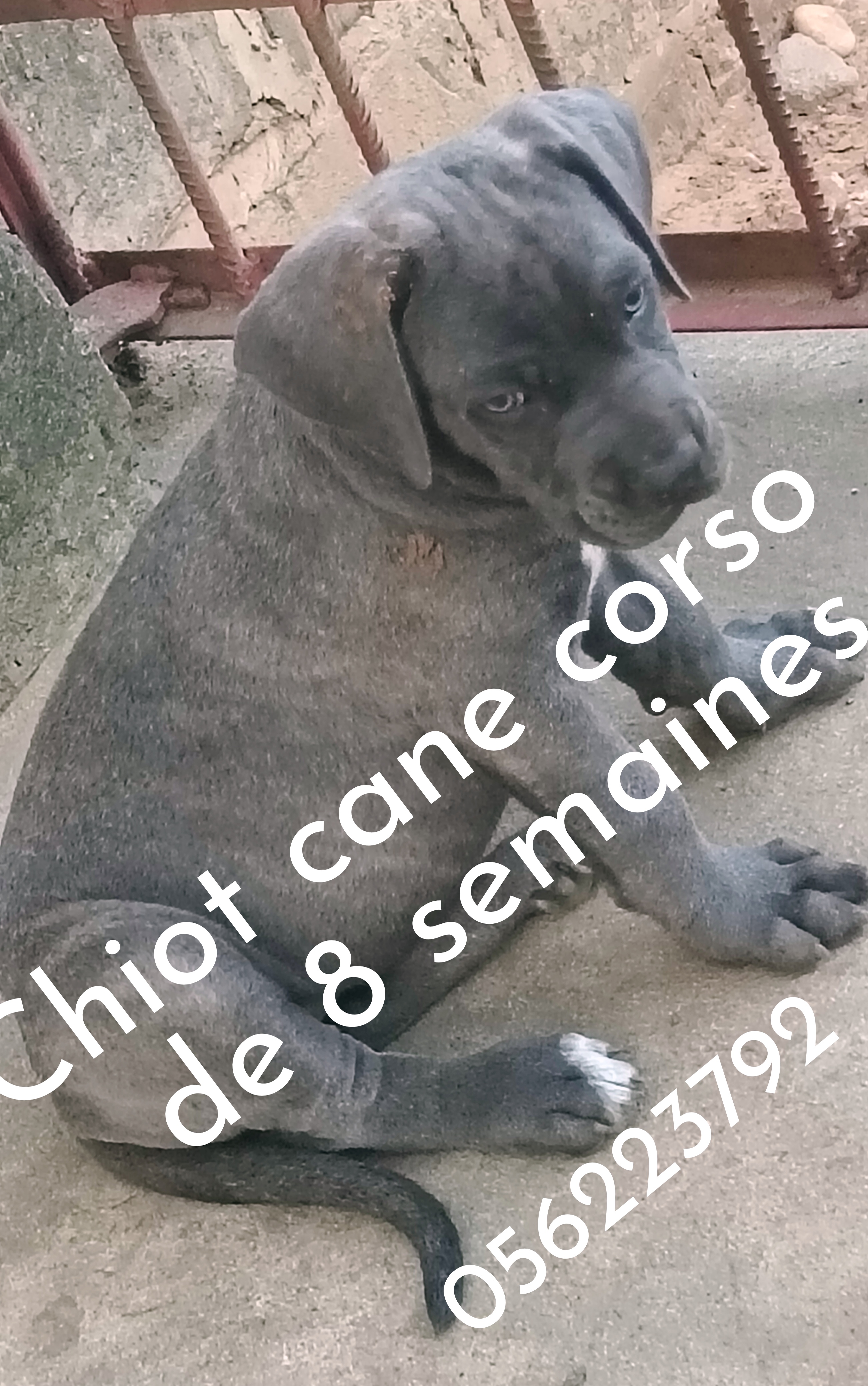 Chiots cane corso disponibles 